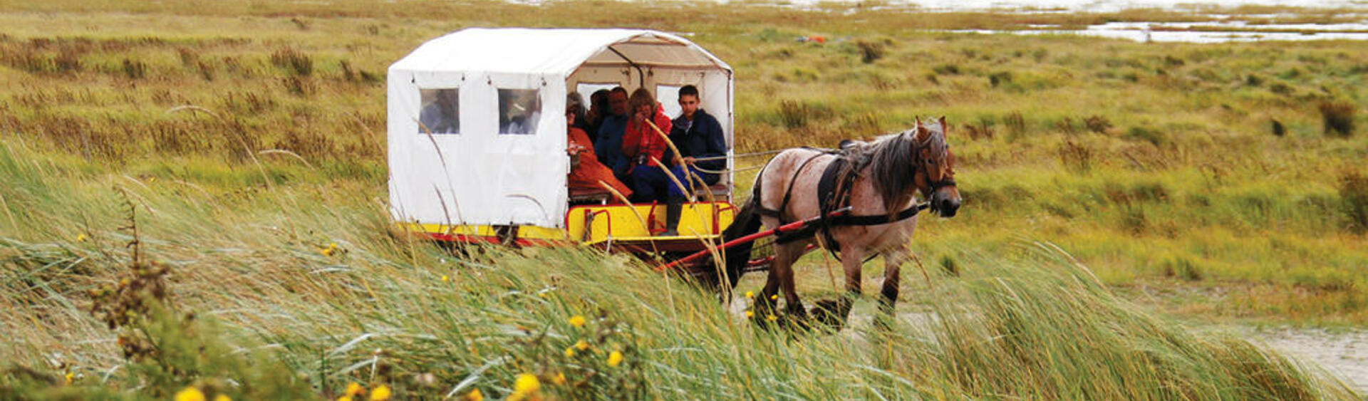 A covered coach pulled by two horses through green marsh landscape.