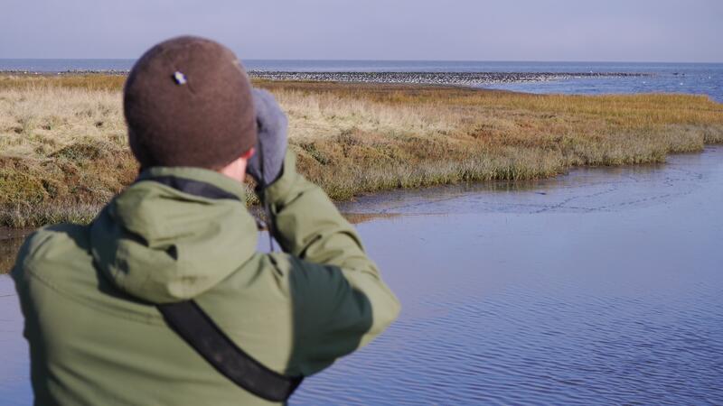 Flock of oystercatchers on Neuwerk. CWSS/ Bostelmann.