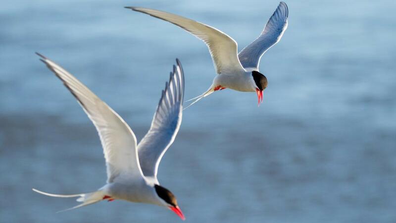 Two Arctic terns flying above body of water. © Christian Wiedemann/ NAKUWA.