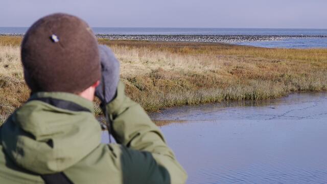 Person with binoculars watching flock of oystercatchers in distant salt marsh. © CWSS/Bostelmann.