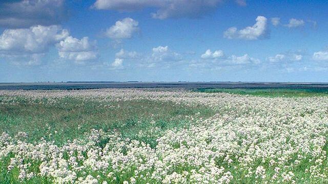 Salt marsh landscape with white flowers blooming.