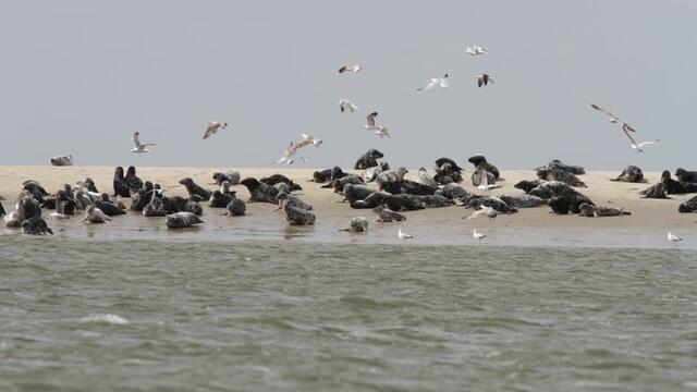 A group of grey seals resting and sunbathing on a sand bank near the water with birds circling above. © Hans Verdaat (WMR).