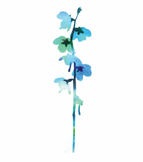 Watercolour-style graphic of flower. © CWSS/ Creative Concern